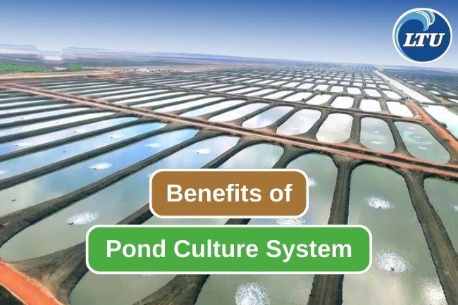 9 Benefits of Ponds as a Fish Farming Methods